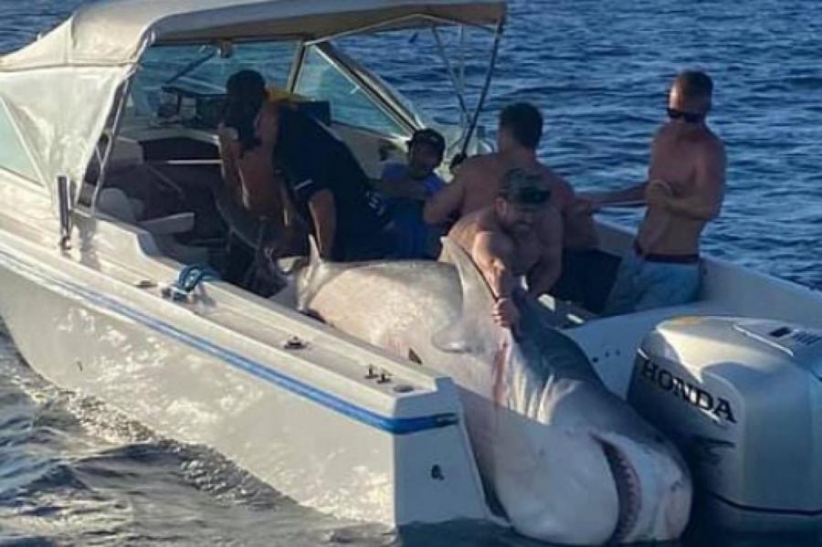 Ну и рыбка! - около Сиднея выловили акулу под 400 кило