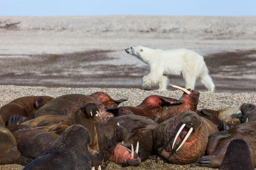 У белых медведей появились новые объекты для охоты