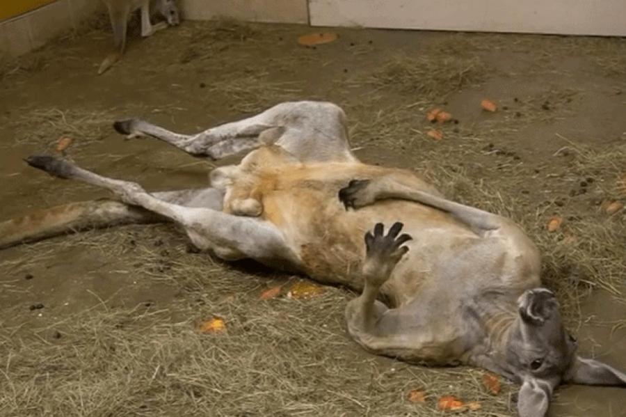 Посетитель Рижского зоопарка обратился в полицию из-за развязной позы кенгуру