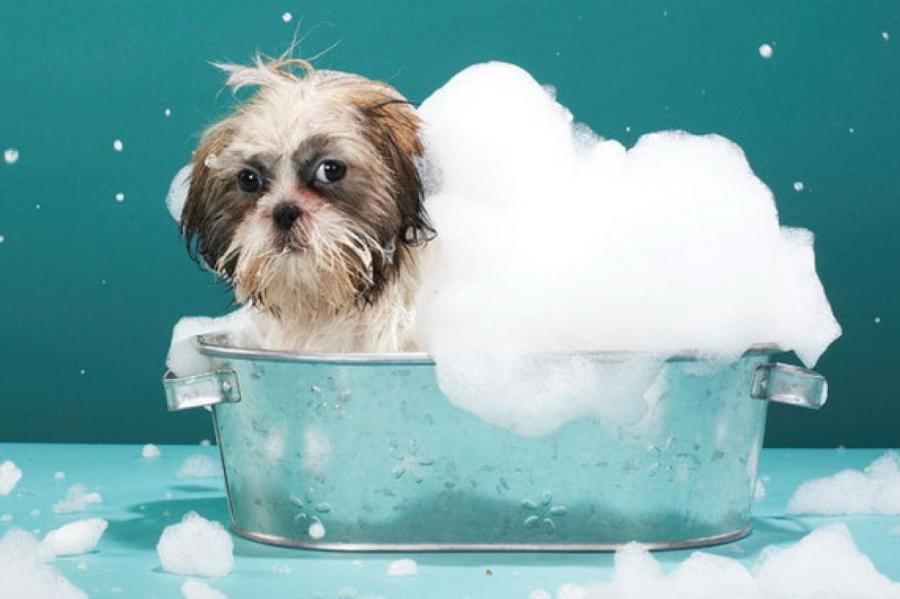 Как сделать домашний шампунь для собак?