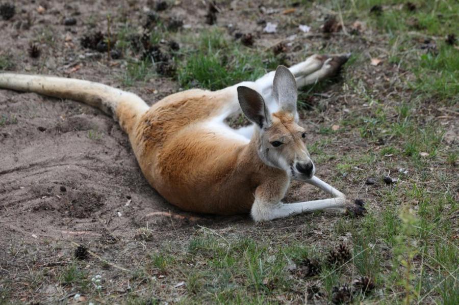 JeSuisĶengurs: латвийцы устроили флешмоб в защиту спящего кенгуру (ФОТО)