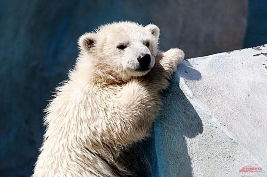 Белый медвежонок в Ростовском зоопарке впервые вышел на прогулку с мамой