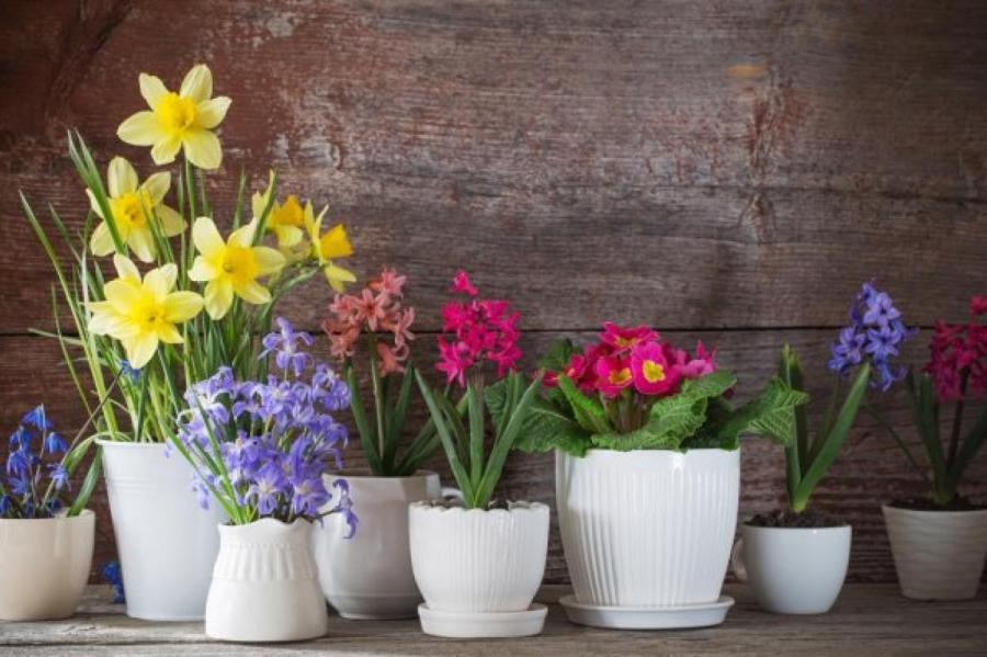 Советы: как сохранить подаренные на 8 марта горшечные цветы в домашних условиях