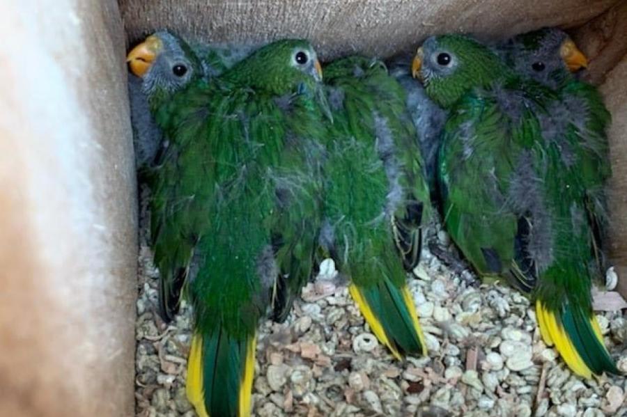 Золотобрюхие травяные тасманские попугаи неожиданно резко расплодились