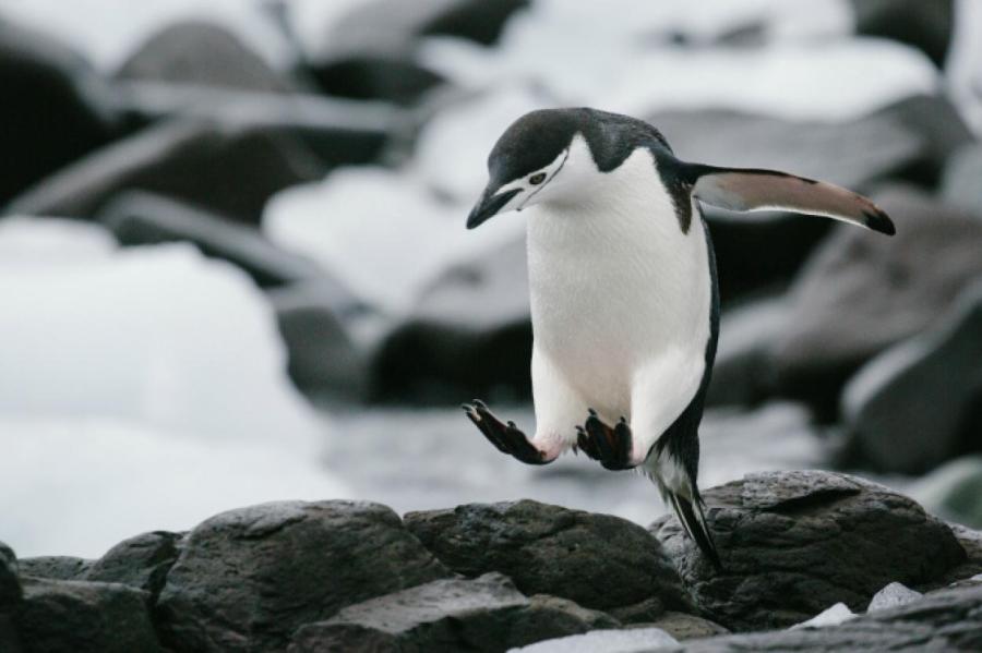 Спасти рядового пингвина