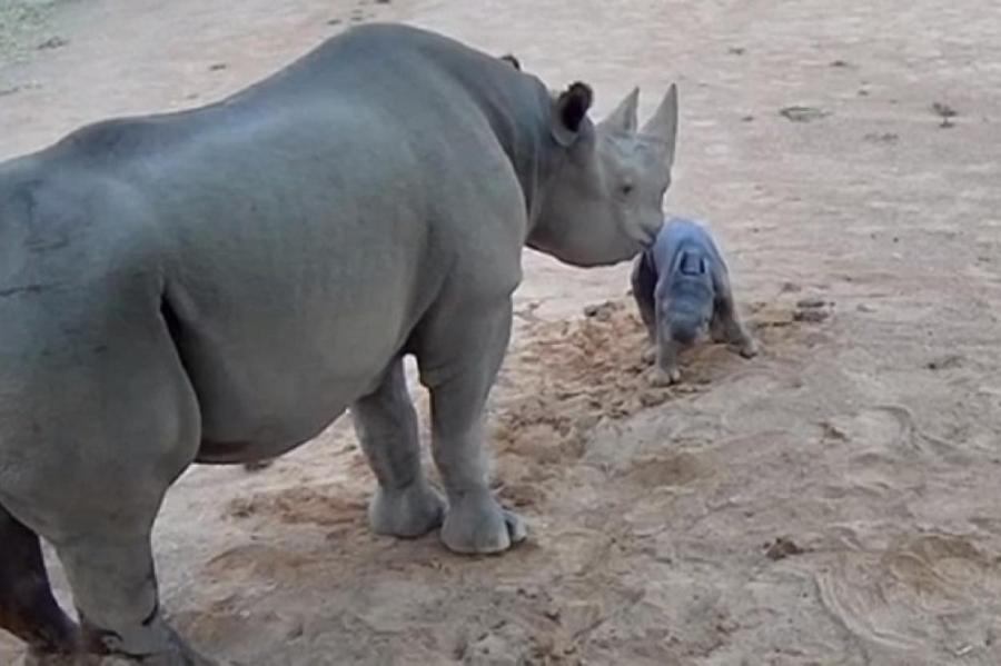 Редкий черный носорог родился в австралийском зоопарке