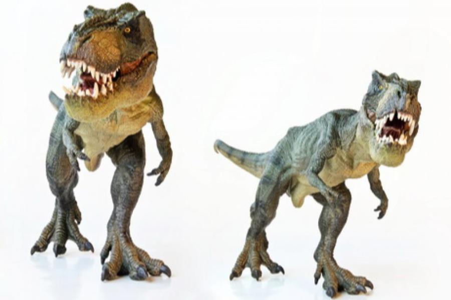 Как подростки-тираннозавры кошмарили динозавров-хищников среднего размера