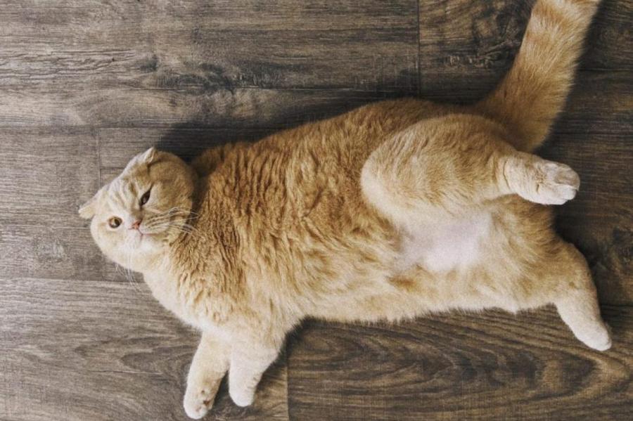 7 причин, почему кошка лежит на пороге и хватает вас за ноги