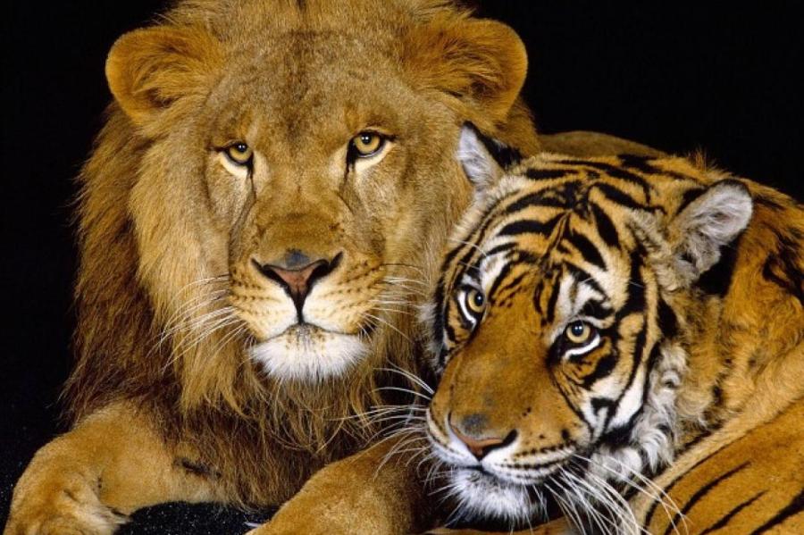 На кошек аллергия есть, а на на тигров и львов?