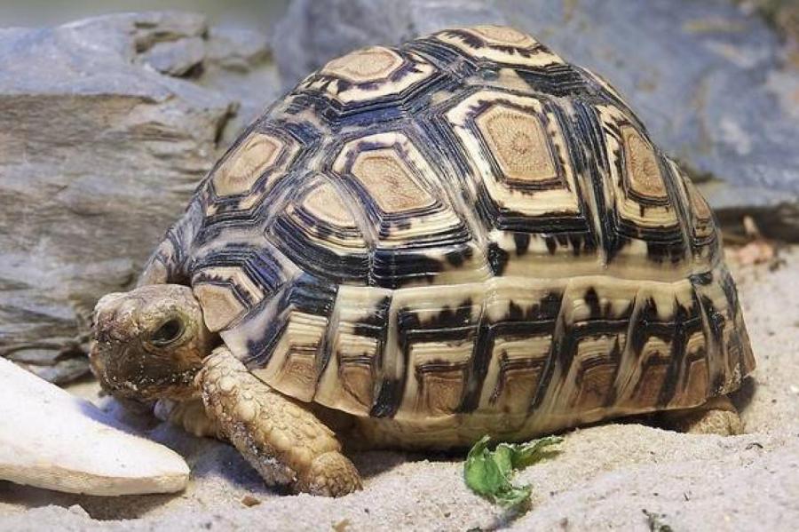 Самая быстрая черепаха на планете