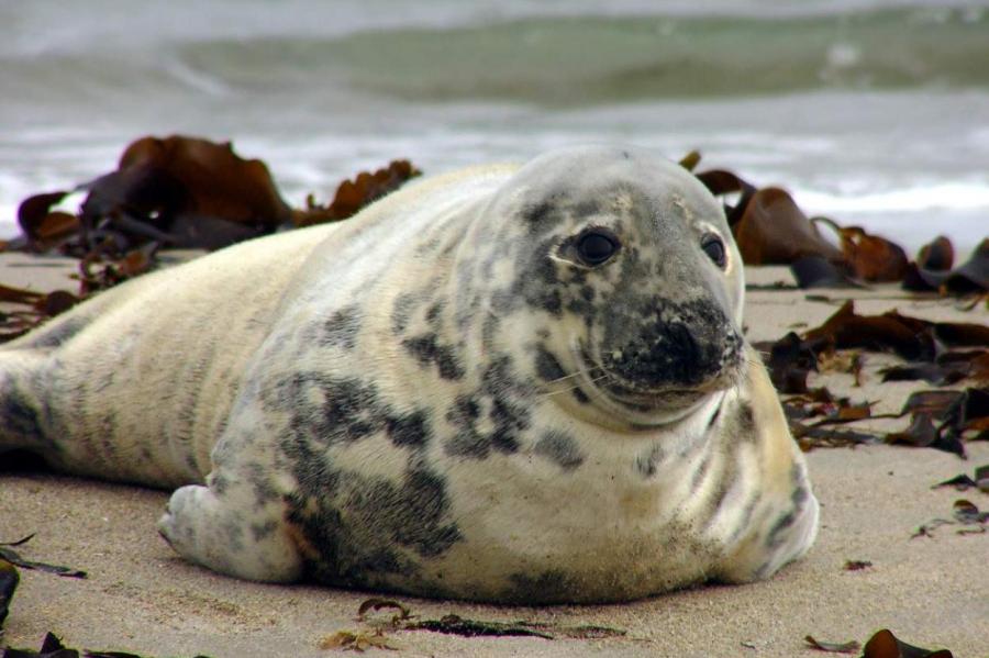 Серые тюлени Финского залива