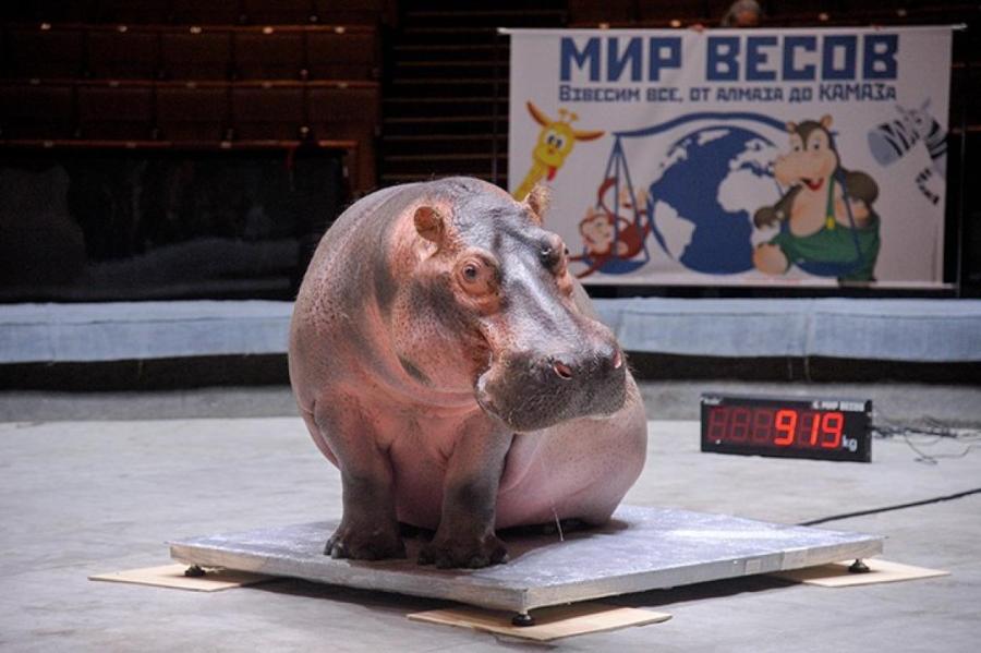 Взвесить всех: российский цирк запускает масштабную акцию