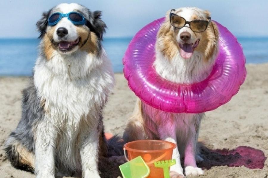 В Юрмале обсуждают, позволить ли гулять с собаками на пляже
