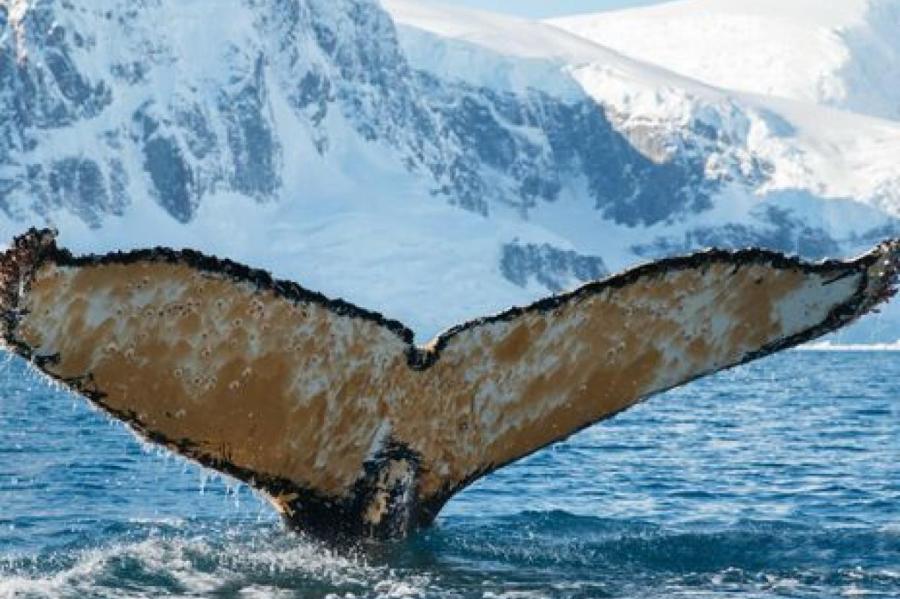 Хлопцы разбудили кита в Антарктиде
