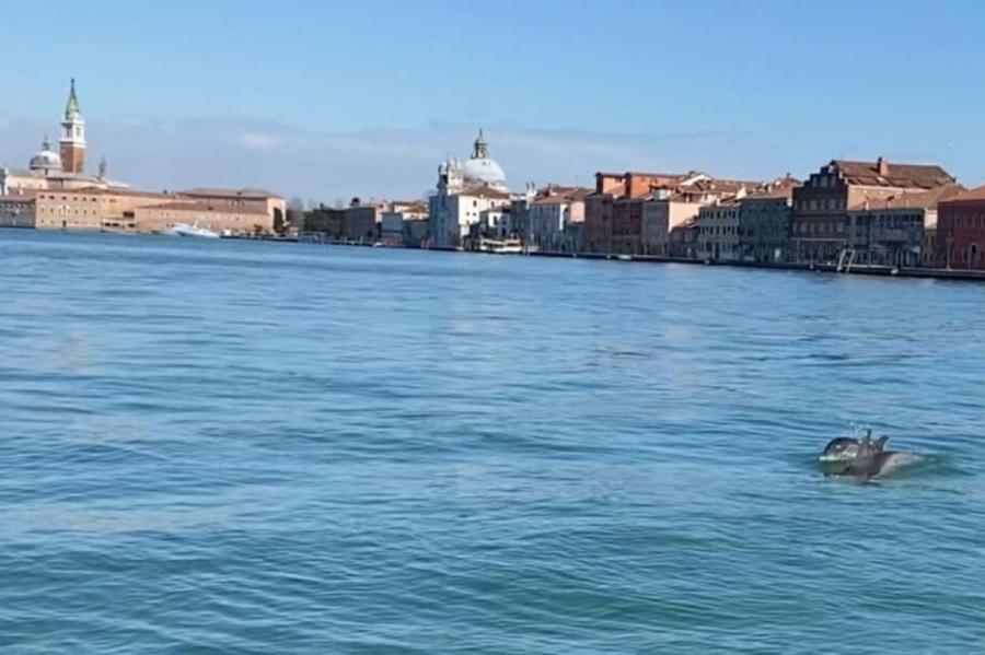 Природа настолько очистилась, что в каналы Венеции вернулись дельфины