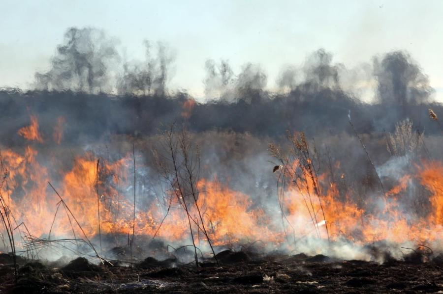 Бьют тревогу: в Латвии в невероятных количествах идут пожары сухой травы