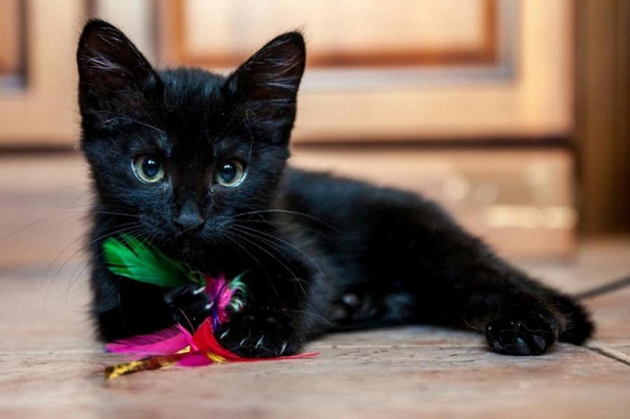 Стоковые фотографии по запросу Черный кот