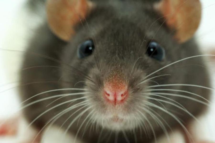Мыши умнеют рядом с людьми