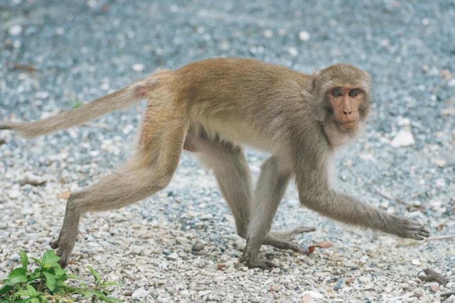 Как обезьяны «разводят» туристов на Бали
