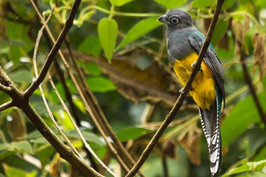 В Бразилии выделен новый вид птиц