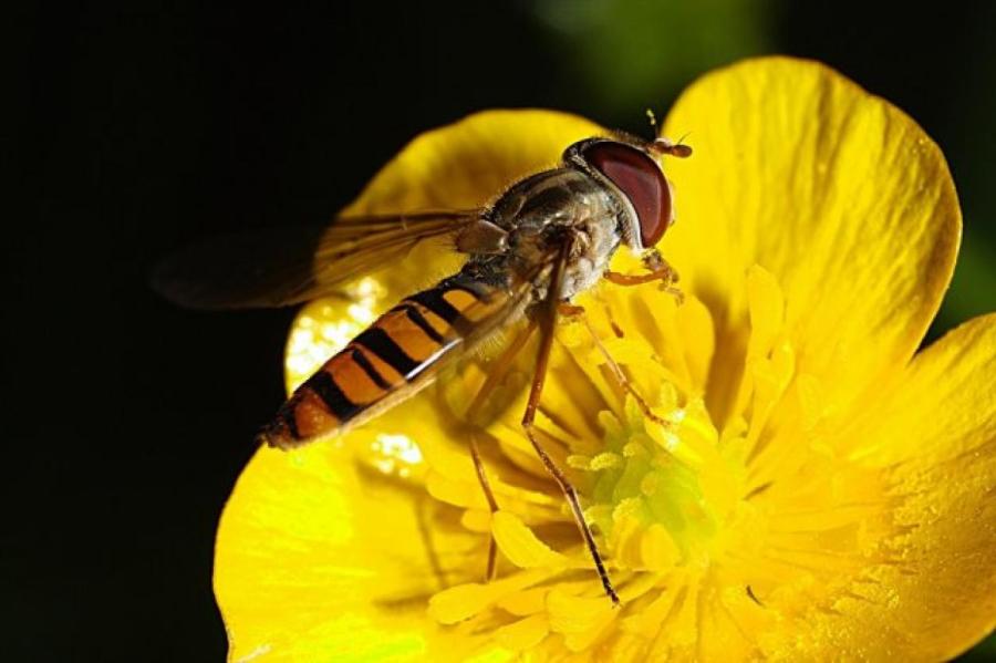 Жуки-НЕвредители: каких насекомых не стоит истреблять в саду, огороде, на цветах