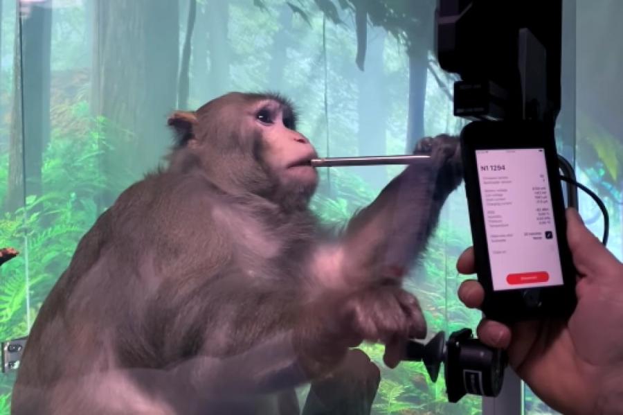 Илон Маск показал играющую силой мысли в компьютерную игру чипированную обезьяну