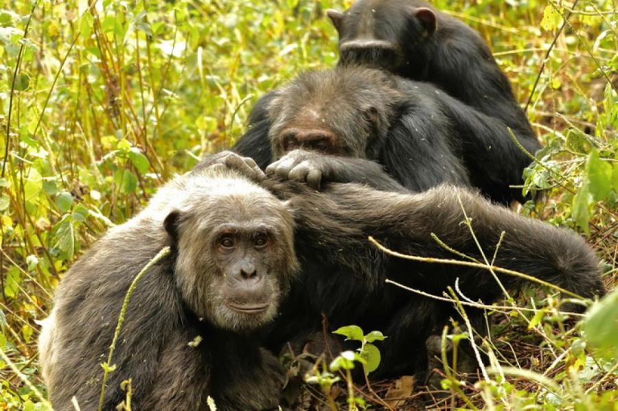 Старые шимпанзе ценят дружбу