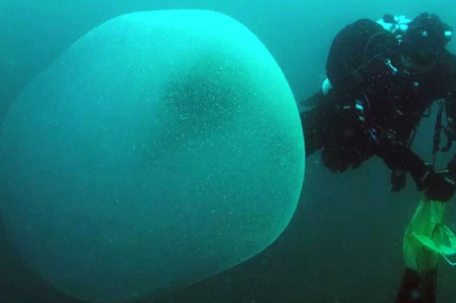 Ученые разгадали тайну огромных студенистых капель у побережья Норвегии