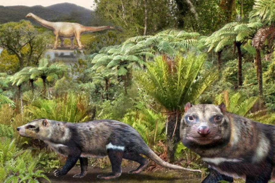 Чилийские ученые обнаружили кости древнего скунса, который жил среди динозавров