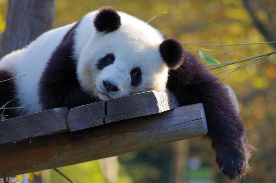 Зачем панды валяются в свежем конском навозе