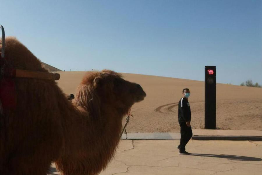 В Китае появился первый в мире светофор для верблюдов