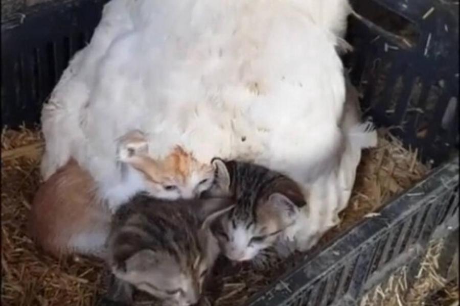 Наседка приютила трех осиротевших котят