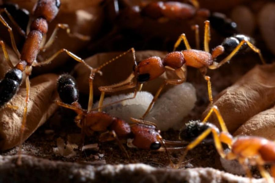 Индийские муравьи уменьшают мозг, чтобы занять место королевы
