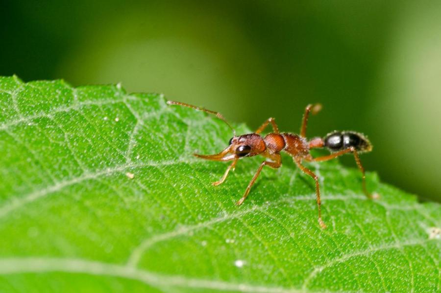 «Резиновые» мозги индийских прыгающих муравьёв