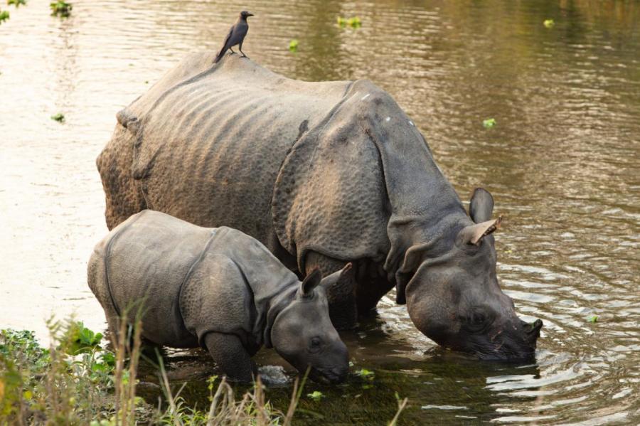Носороги в Непале стали активно размножаться в пандемию