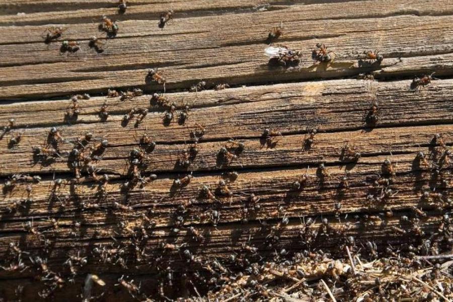 Как избавиться от муравьев в огороде: необычный способ