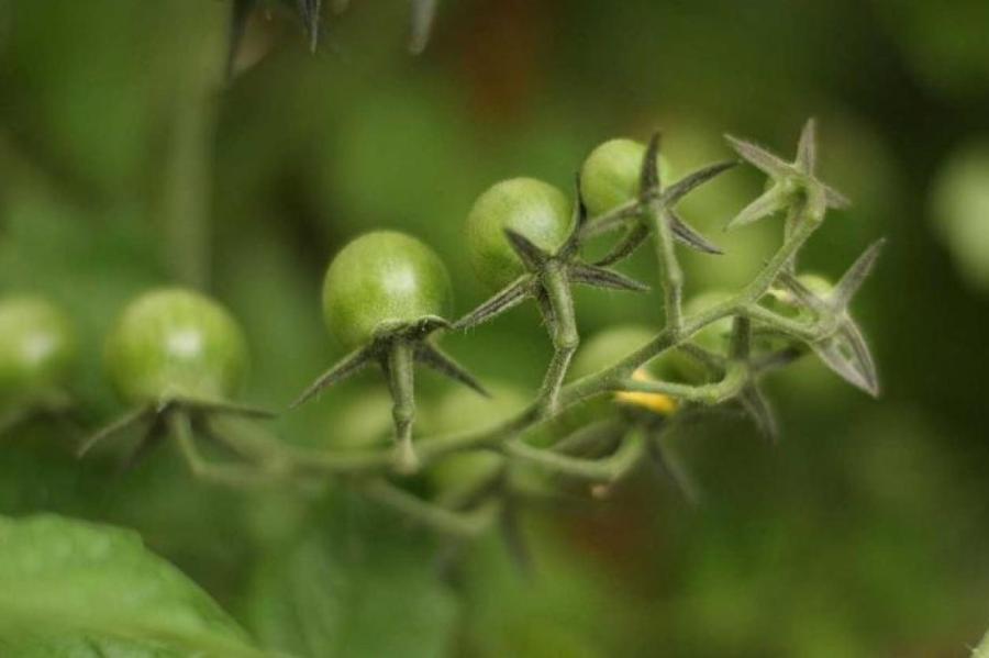 Одна подкормка - и огромный урожай: что положить в лунки при высадке томатов