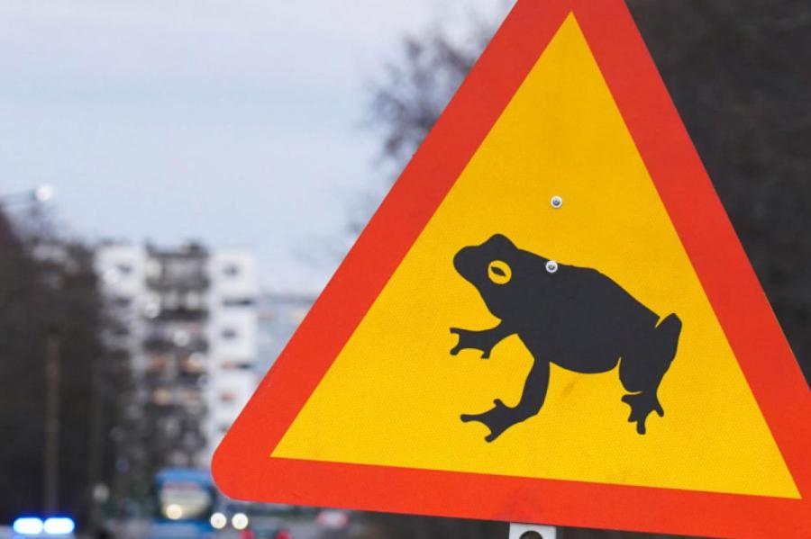 В Эстонии перекрыли трассу из-за миграции лягушек