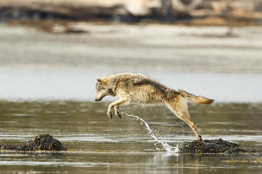 Волки умеют ловить рыбу