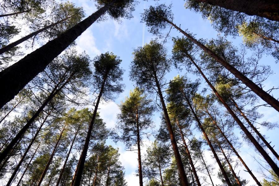 Лес в Латвии рубят нещадно, но меньше его не становится. Где подвох?