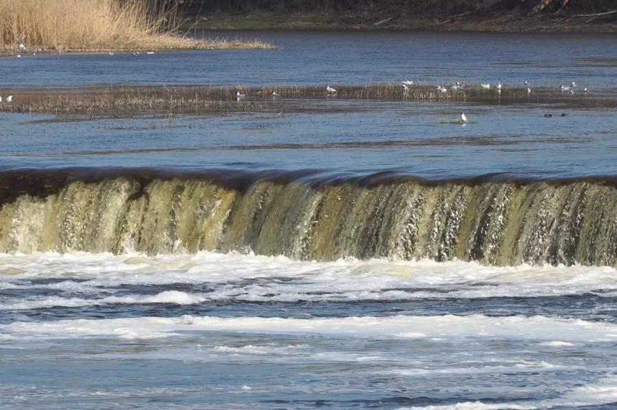 В Кулдиге рыба атакует самый широкий водопад Европы (ВИДЕО)