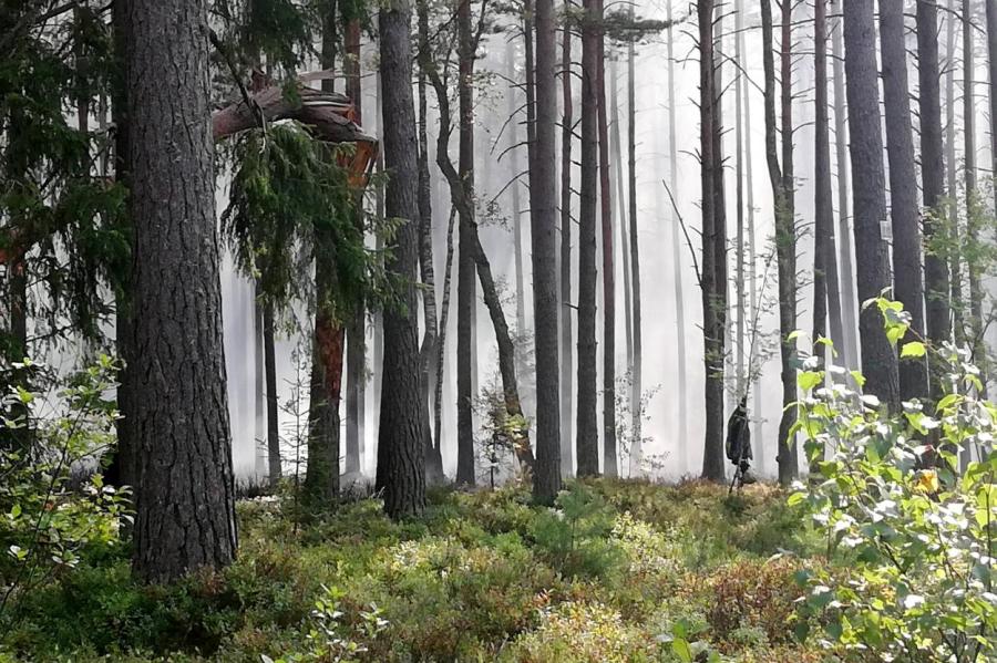 Не всё вырубили? Площадь лесов растёт и занимает уже 50,2% территории Латвии