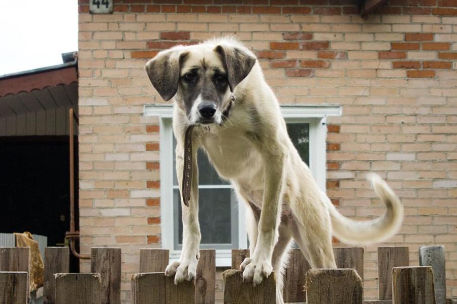 Кошка, собака и ветхий забор: как в Риге уживаются люди и звери