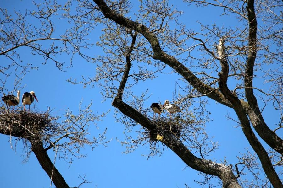 Орнитологи Латвии обеспокоены: от лесоразработок гибнут тысячи гнезд