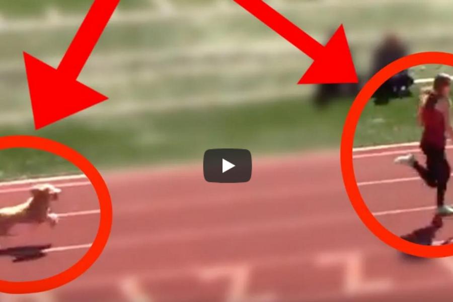 ВИДЕО: во время легкоатлетического забега финишную черту первой пересекла собака