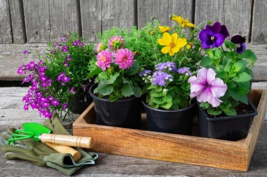 Какие растения посадить и посеять в цветник в мае