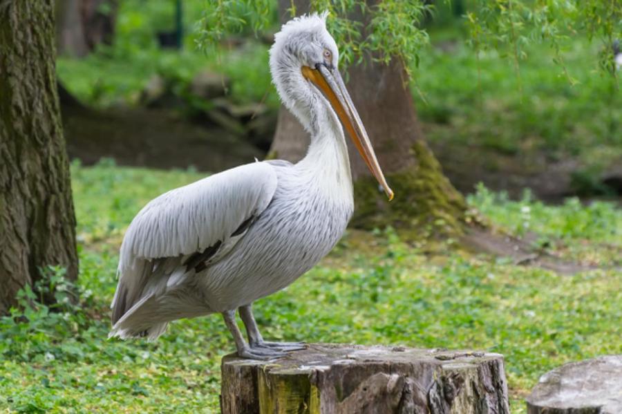 Кудрявые пеликаны размножились в Москве