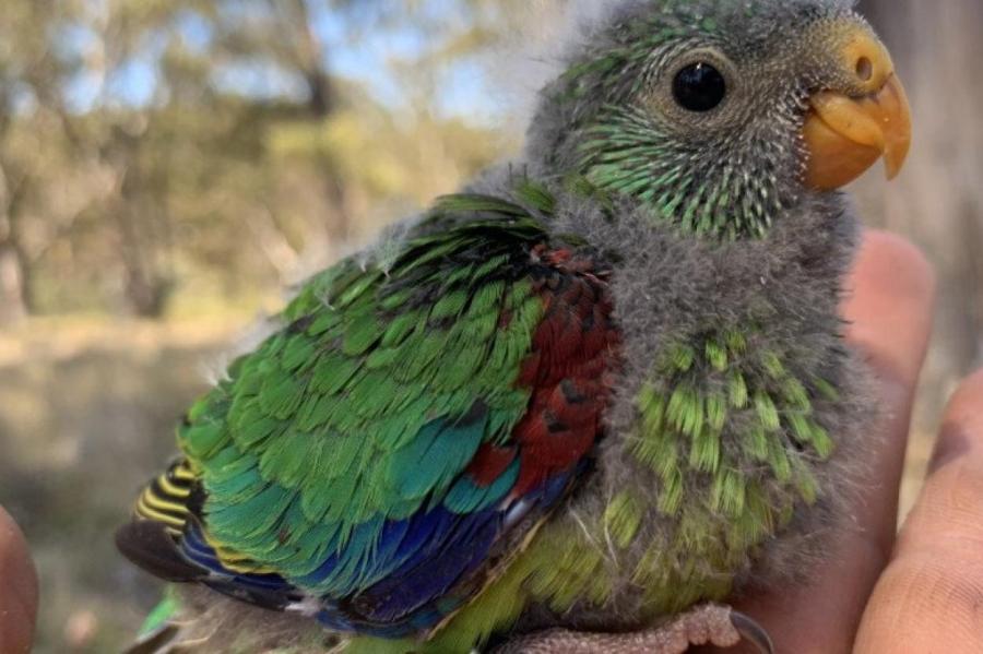 Необычное поведение австралийских птиц