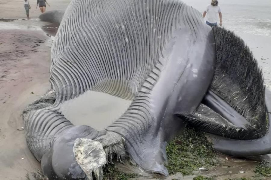 Морской гигант найден погибшим в тысячах километров от привычных маршрутов