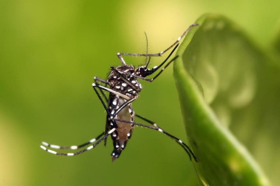 В США выпускают тысячи генетически модифицированных комаров